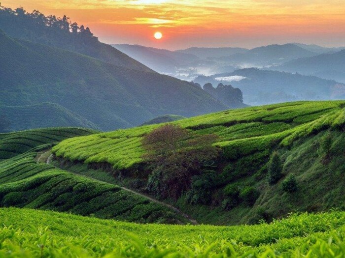 Cameron Highlands
